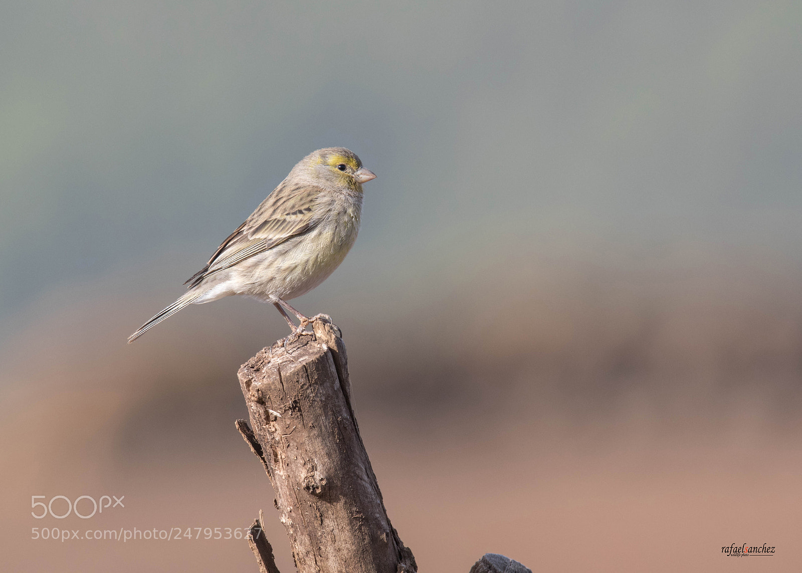 Canon EOS 7D Mark II sample photo. Canario silvestre - atlantic photography