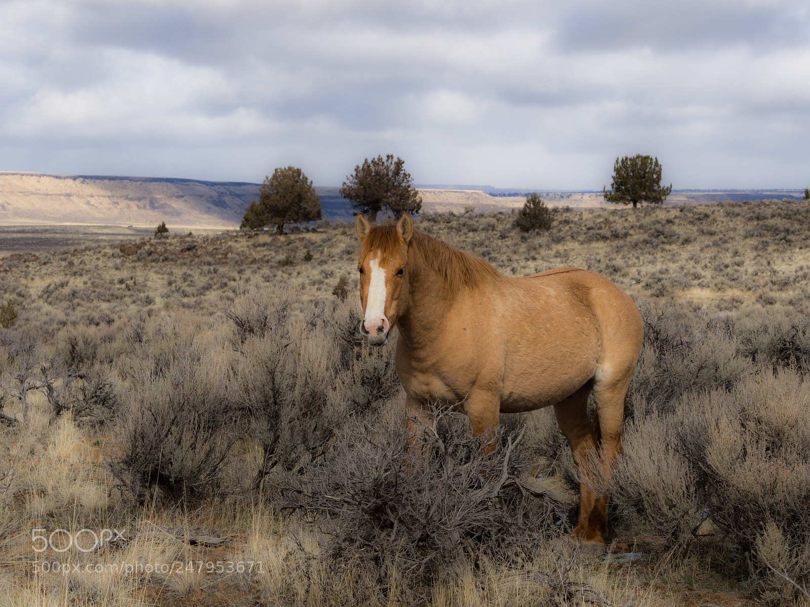 Olympus OM-D E-M10 II sample photo. Wild horse photography