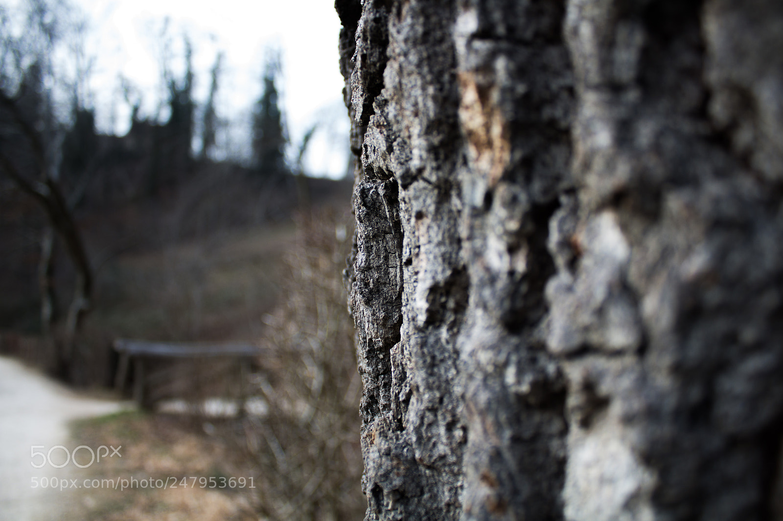 Canon EOS 700D (EOS Rebel T5i / EOS Kiss X7i) sample photo. Makro tree photography