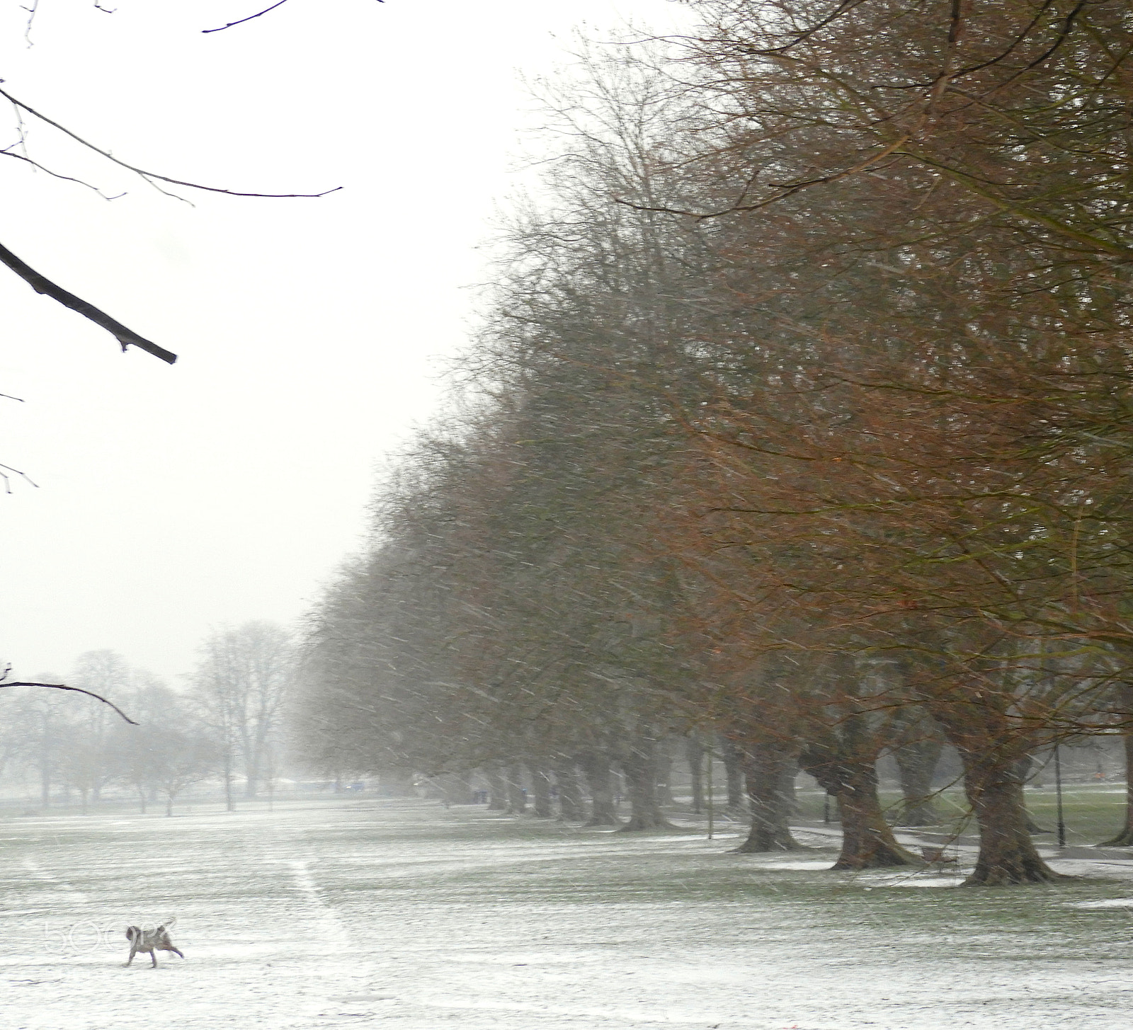 Nikon Coolpix B700 sample photo. Jesus green in the photography