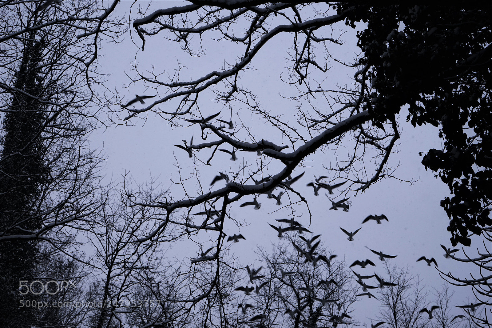 Sony a7 sample photo. Snow time photography