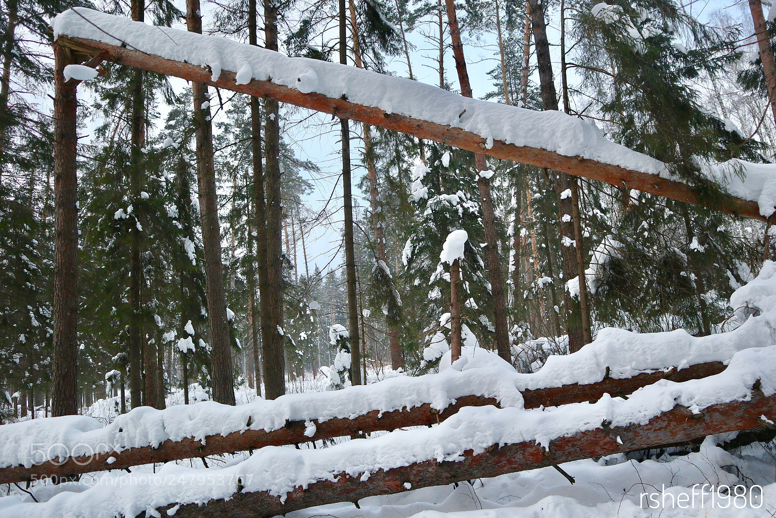 Canon EOS M6 sample photo. Forest geometry photography