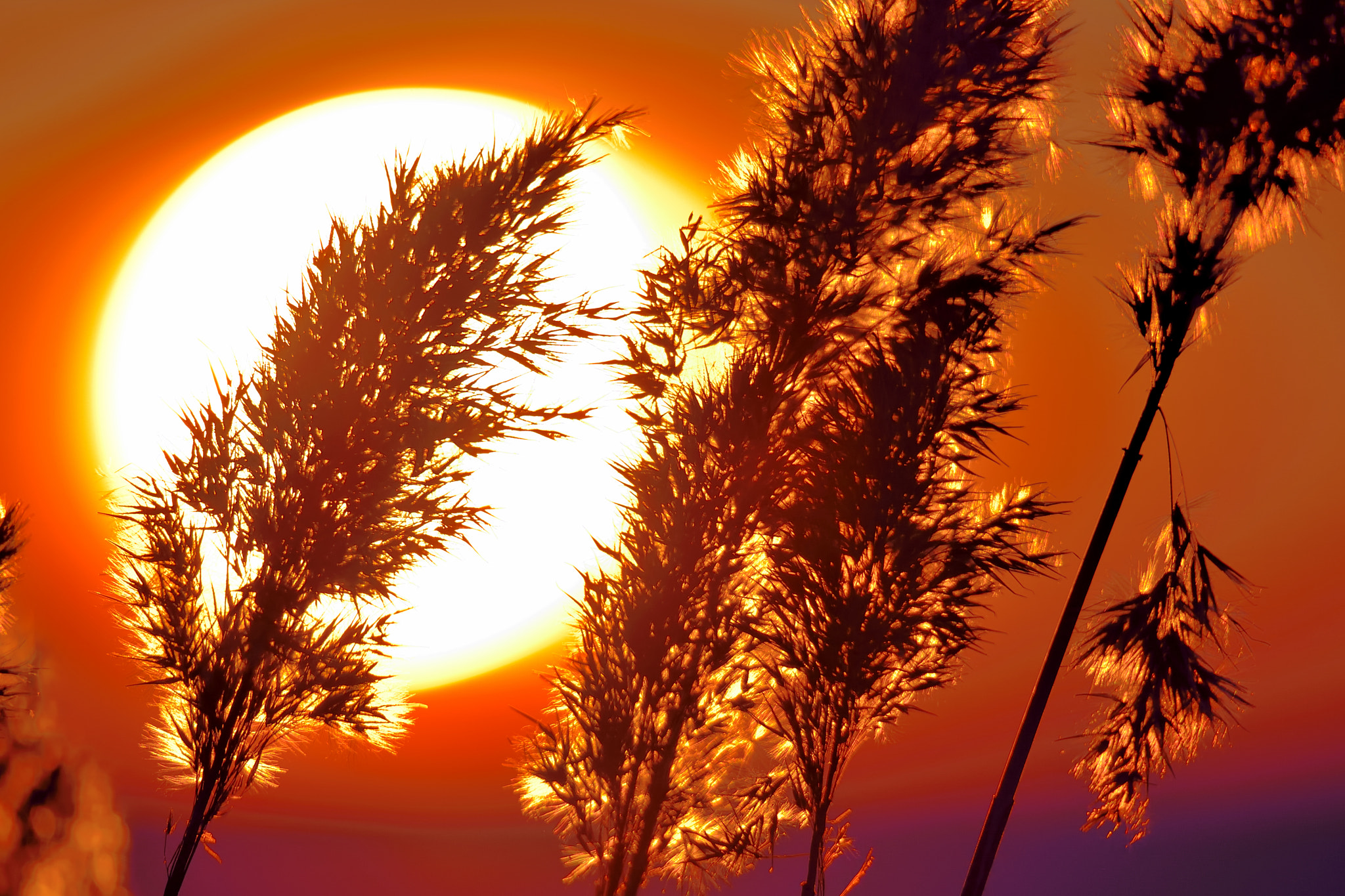 Sigma 150-600mm F5-6.3 DG OS HSM | S sample photo. Sunset photography
