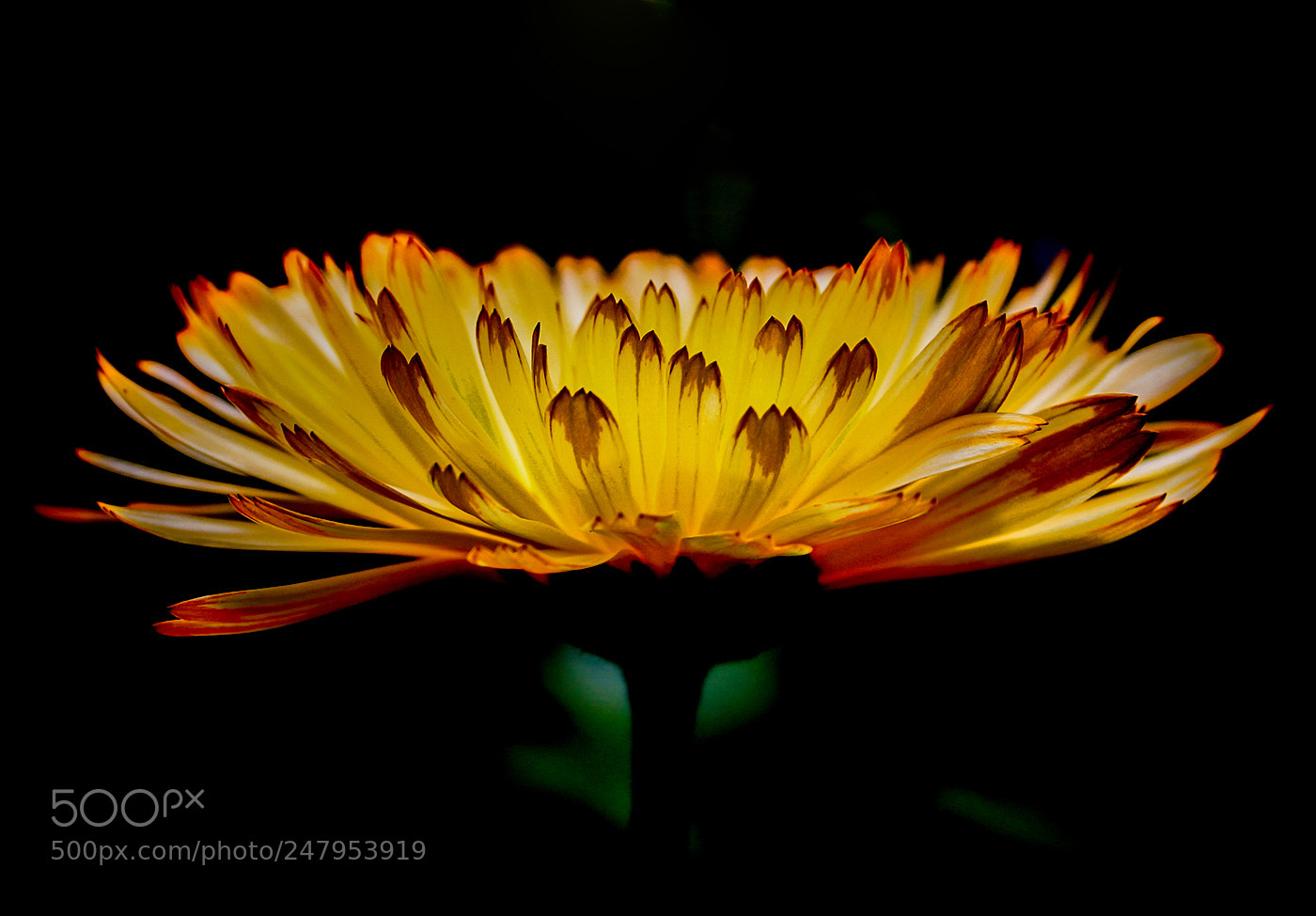 Canon EOS 650D (EOS Rebel T4i / EOS Kiss X6i) sample photo. Marigold photography