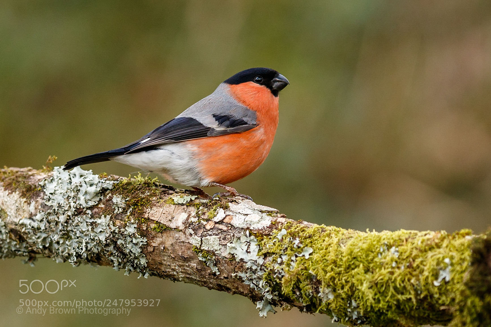 Canon EOS 7D Mark II sample photo. Bullfinch ♂️ photography