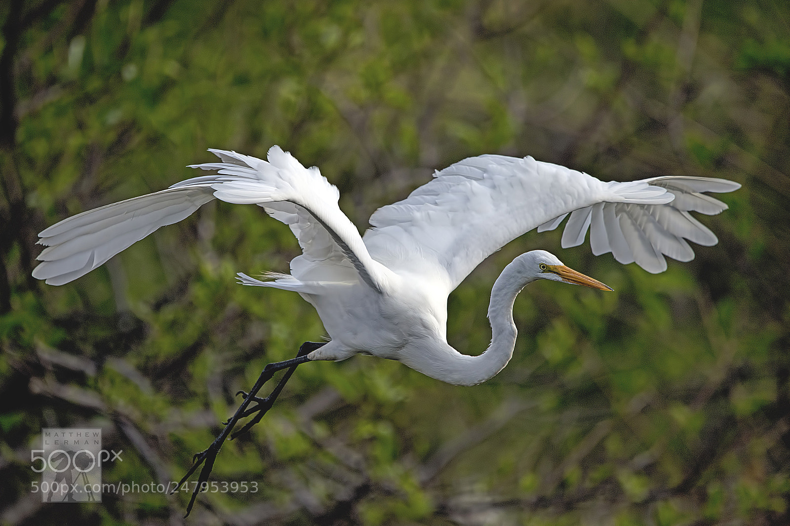 Nikon D810 sample photo. Flight  1647 photography