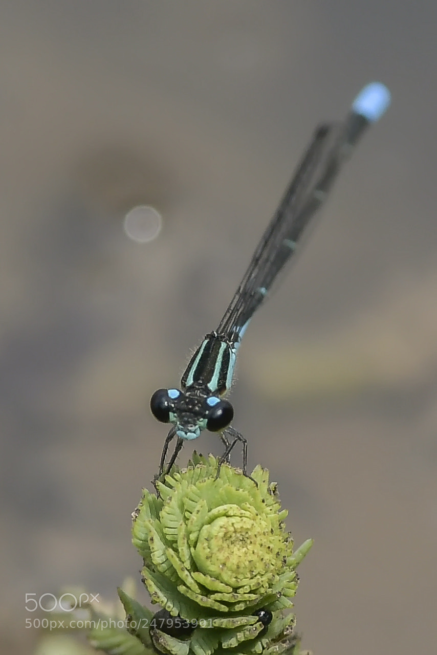 Nikon D500 sample photo. Blue dragonfly photography