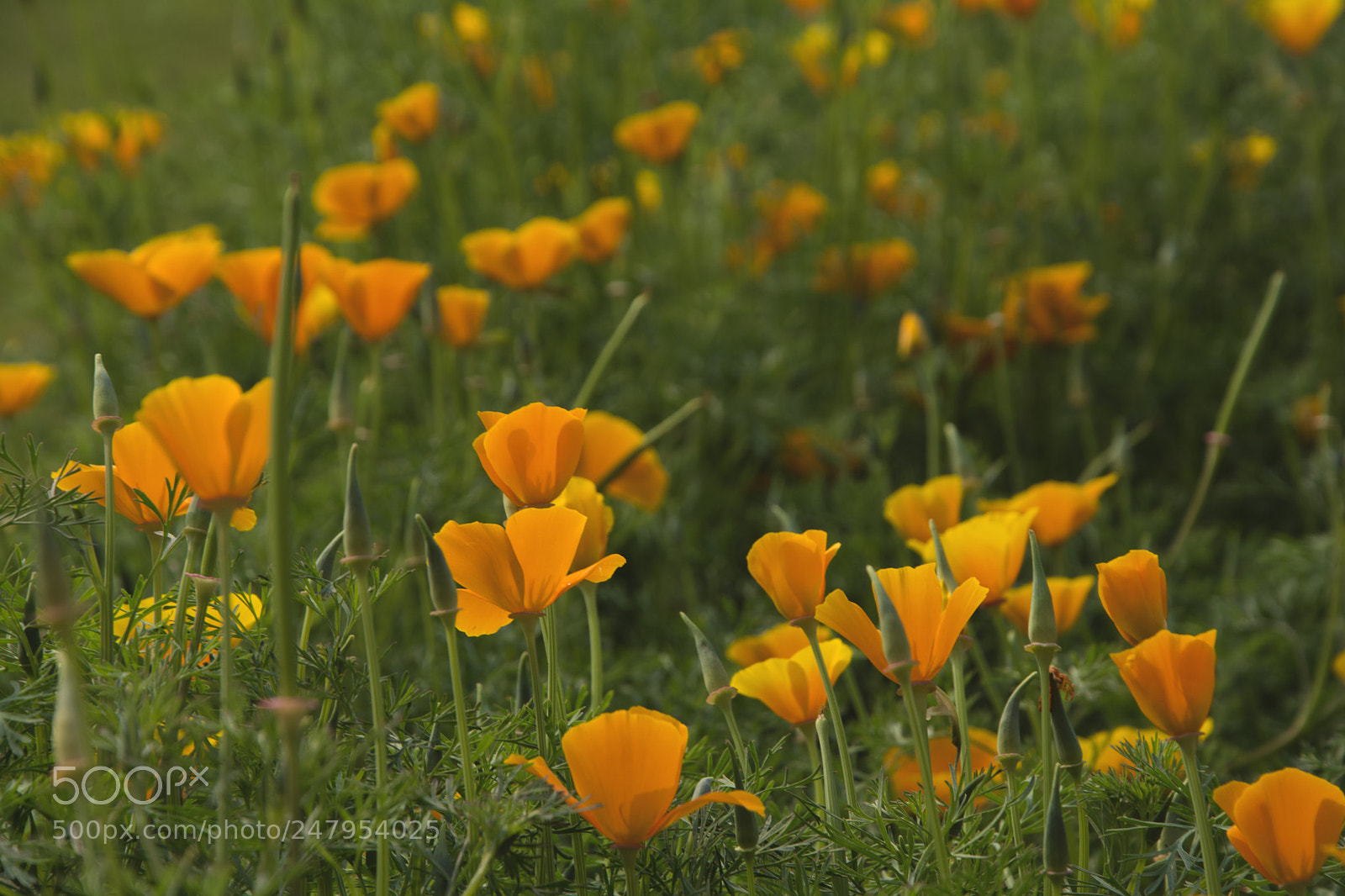 Nikon D5200 sample photo. California poppy flower field photography