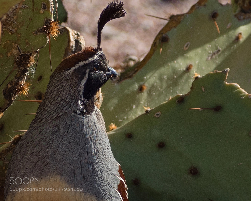 Olympus OM-D E-M5 II sample photo. Gimbal's quail photography