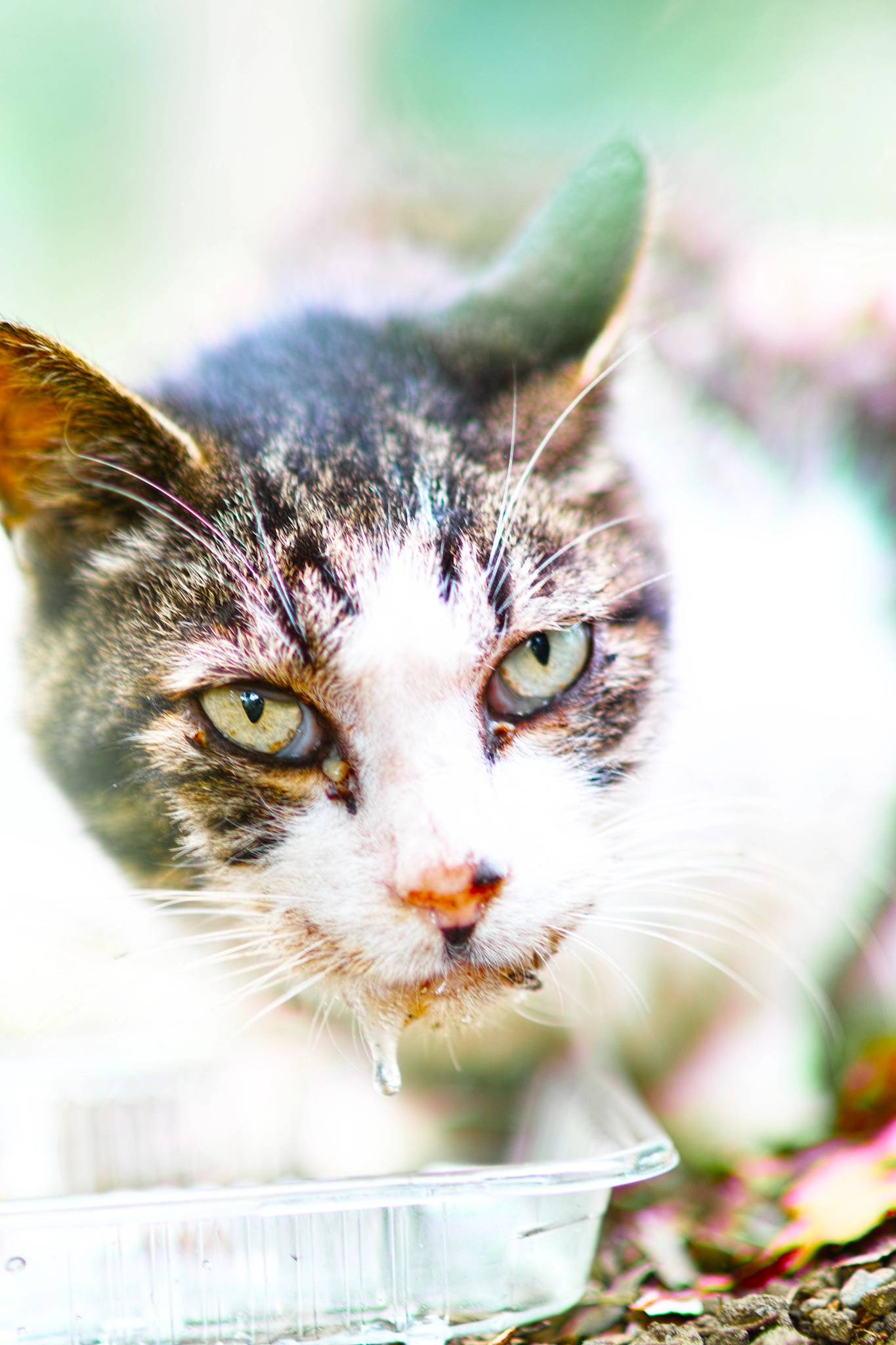 Sigma 85mm F1.4 EX DG HSM sample photo. Cat every day photography