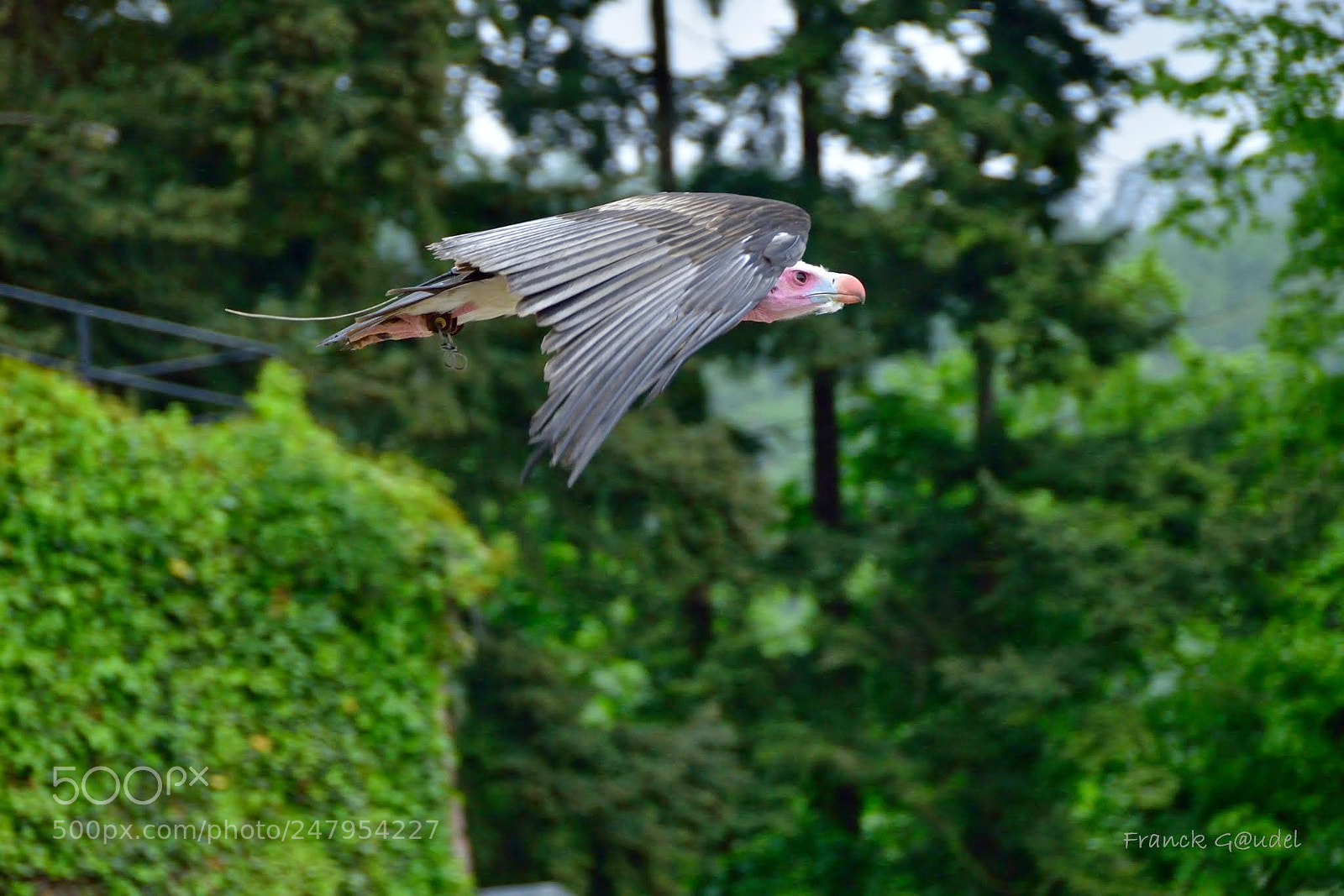 Nikon D800E sample photo. Rapace photography
