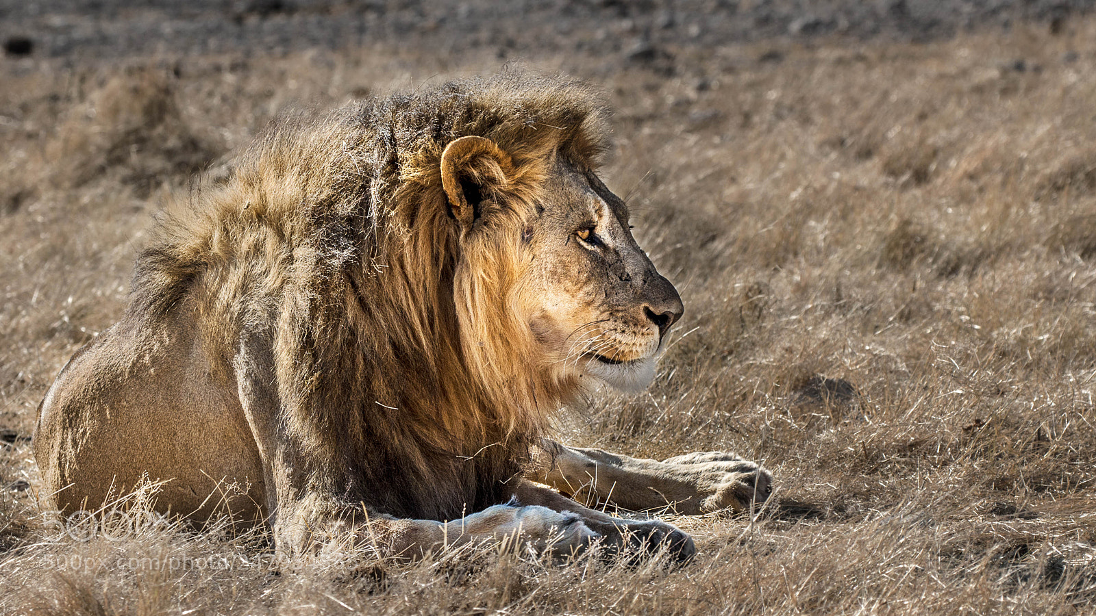 Pentax K-5 II sample photo. Lion photography