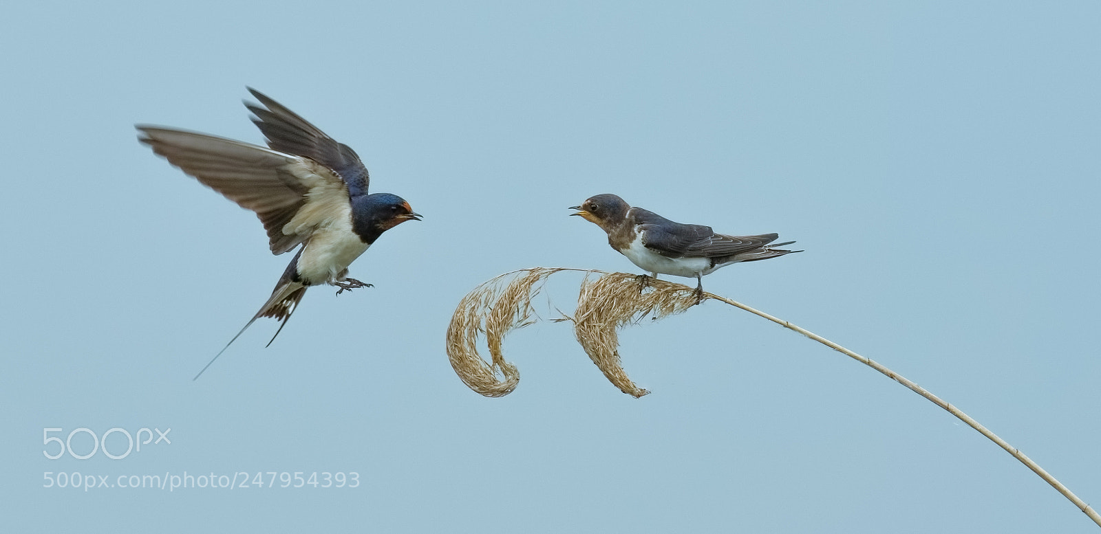 Canon EOS 7D Mark II sample photo. Swallows photography