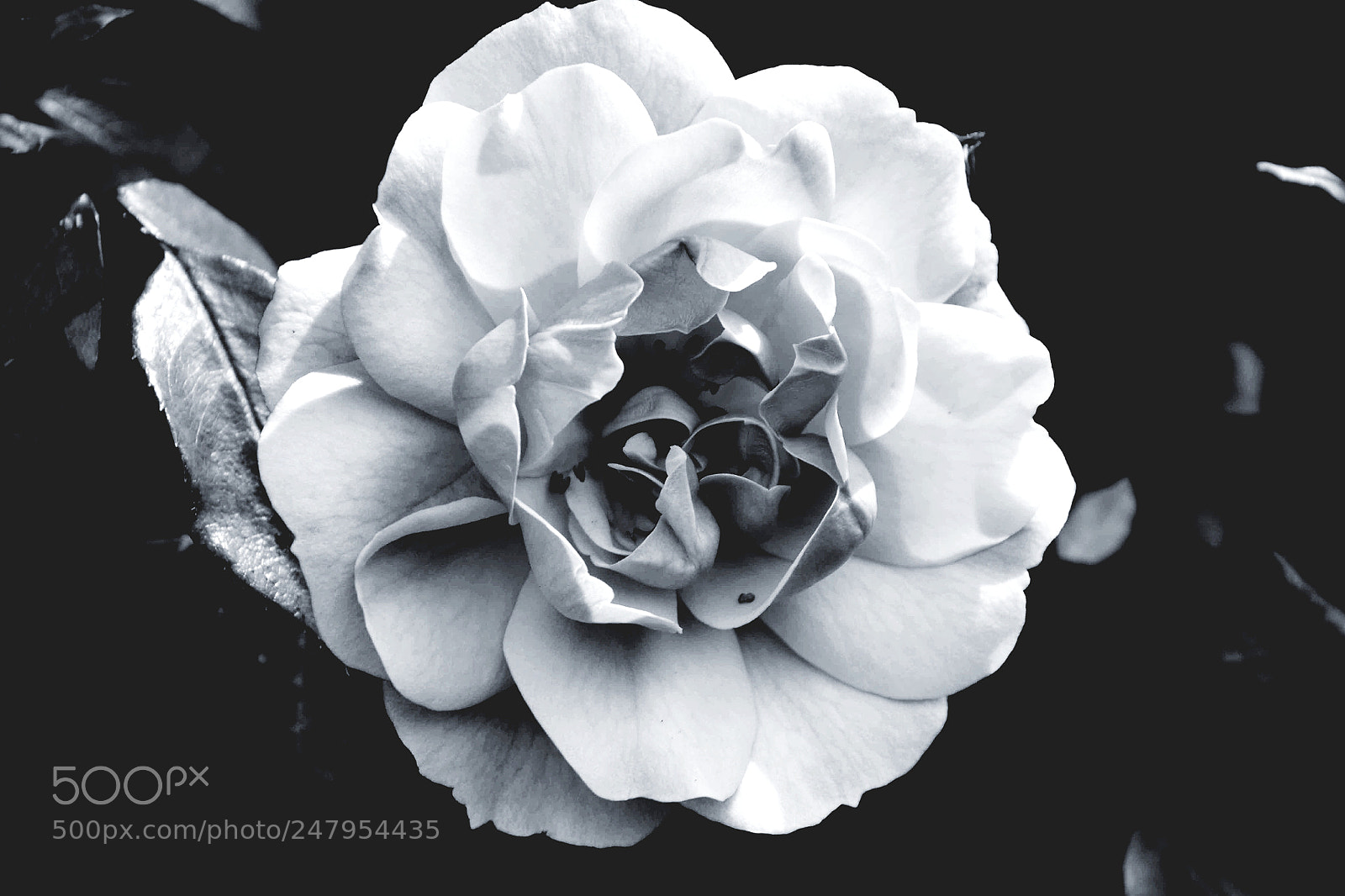 Nikon D3100 sample photo. Untitled photography