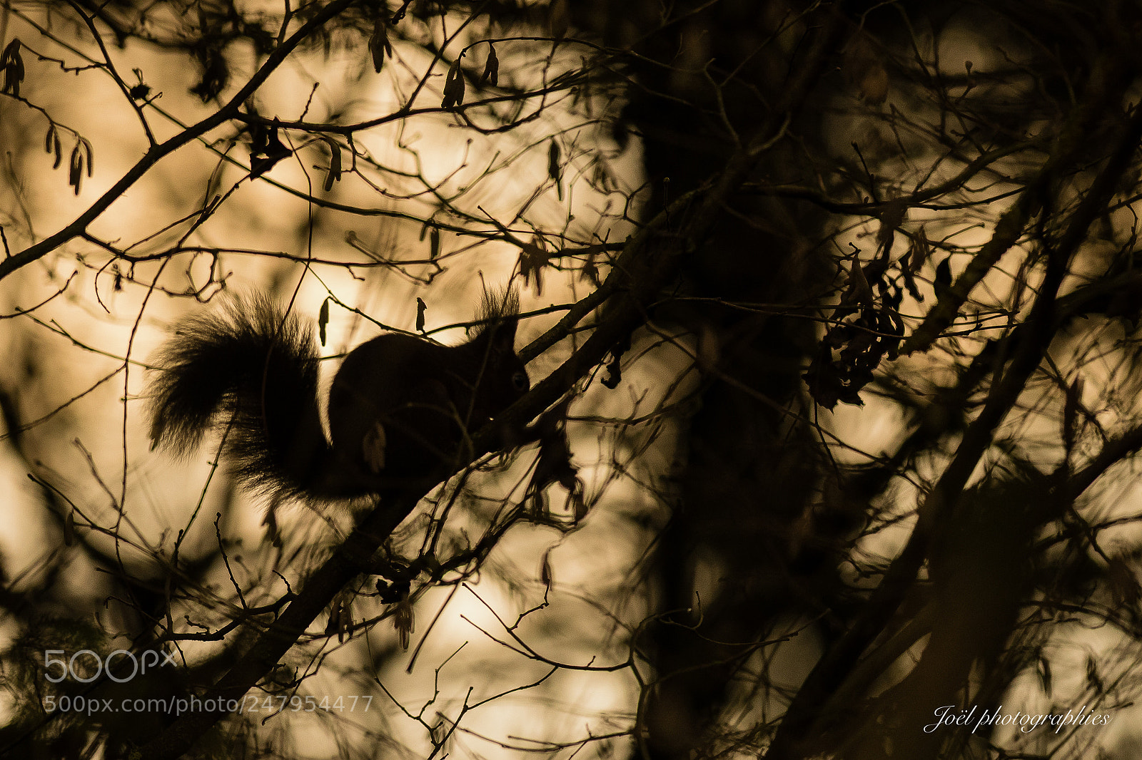 Nikon D810 sample photo. Chinese shadow photography