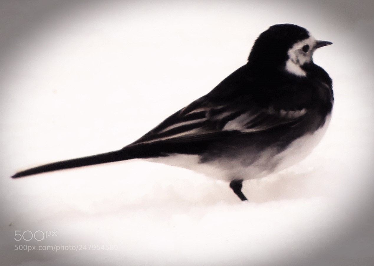 Canon EOS 700D (EOS Rebel T5i / EOS Kiss X7i) sample photo. Wagtail in the snow photography