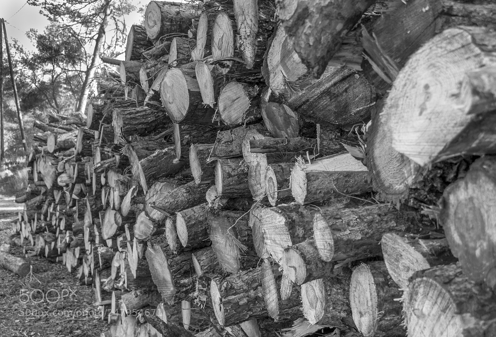 Canon EOS 1100D (EOS Rebel T3 / EOS Kiss X50) sample photo. Wood of provence photography
