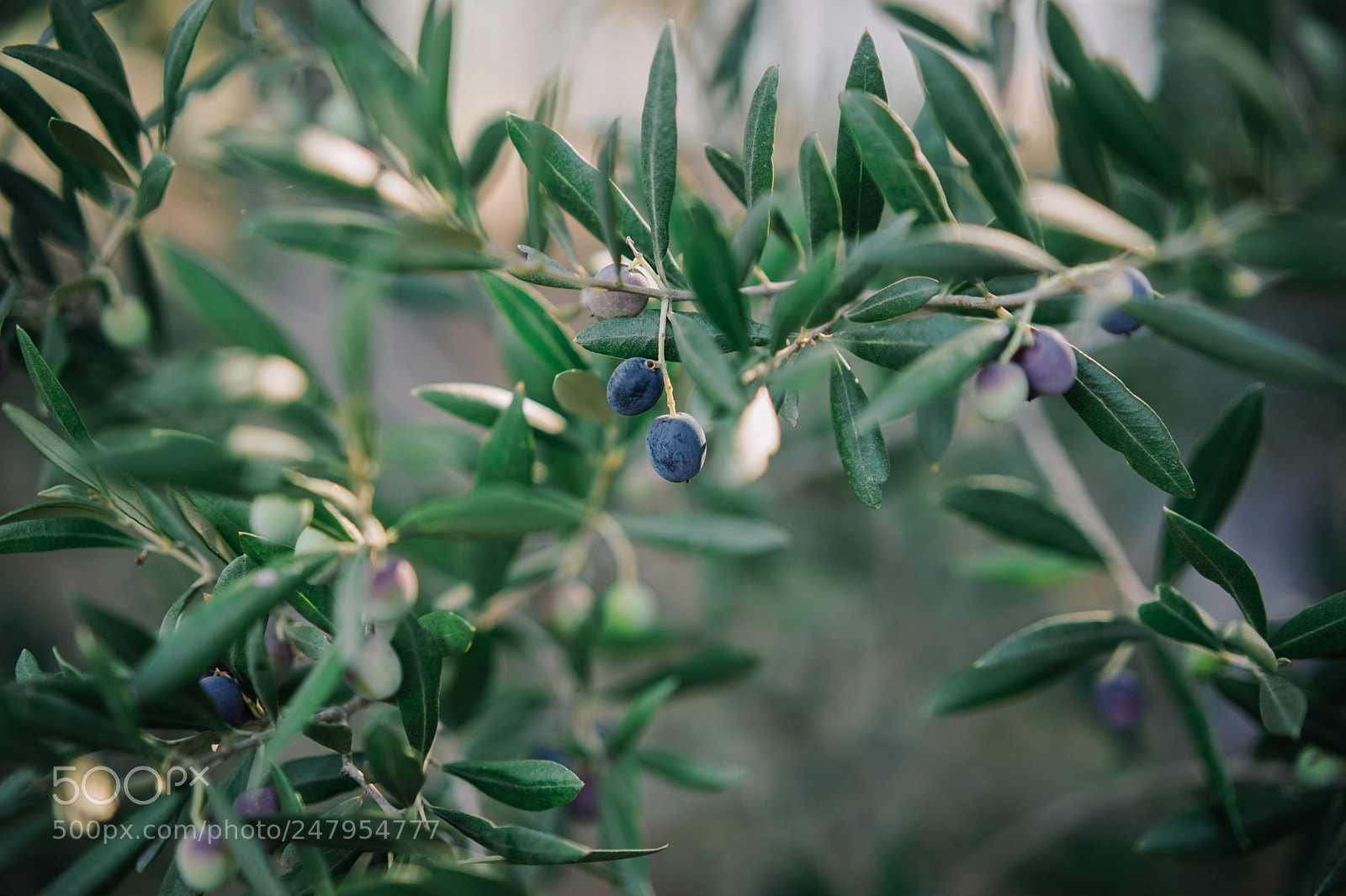 Sony a7 sample photo. Dsc photography