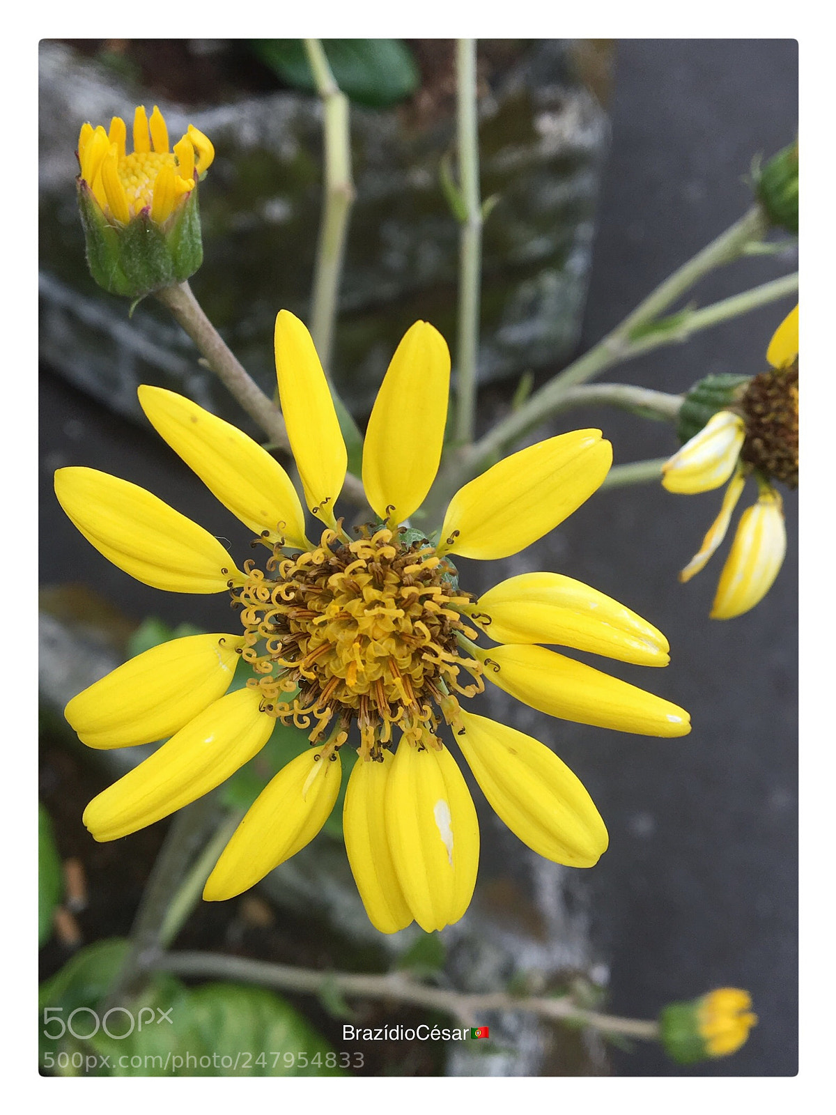 Apple iPhone 6s sample photo. Untitled photography