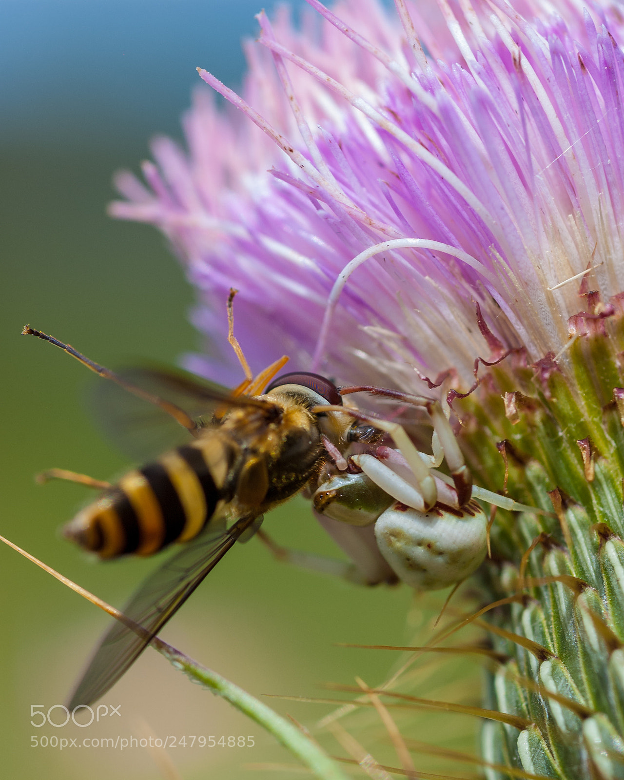 Nikon D70 sample photo. Predator and prey photography