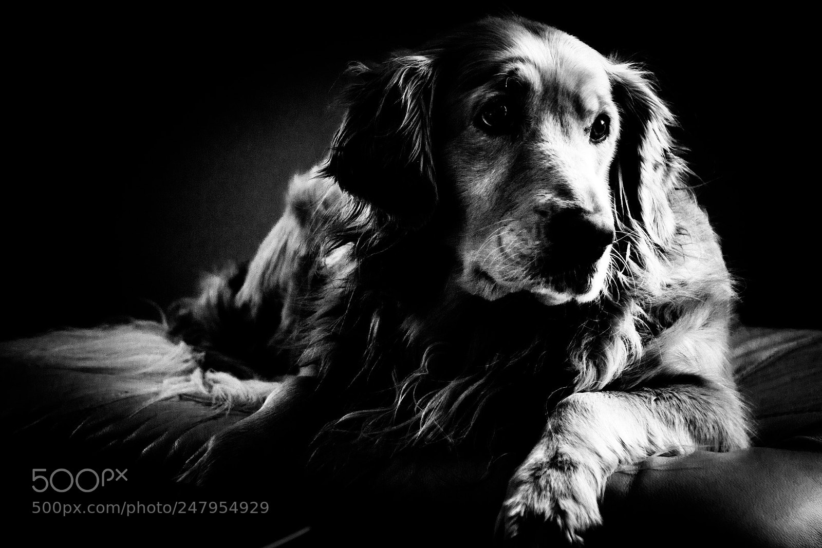 Sony ILCA-77M2 sample photo. The dark dog photography