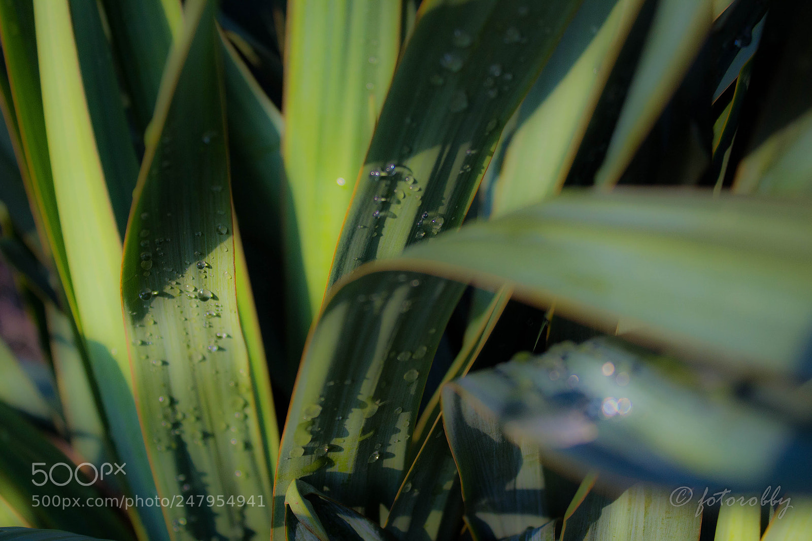 Canon EOS 600D (Rebel EOS T3i / EOS Kiss X5) sample photo. Green wish photography