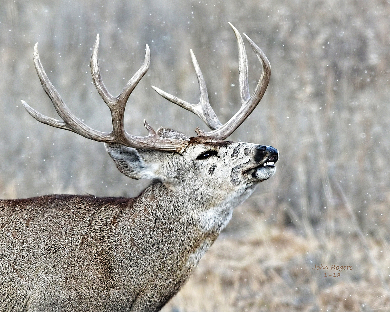 Nikon D500 sample photo. Crop photography