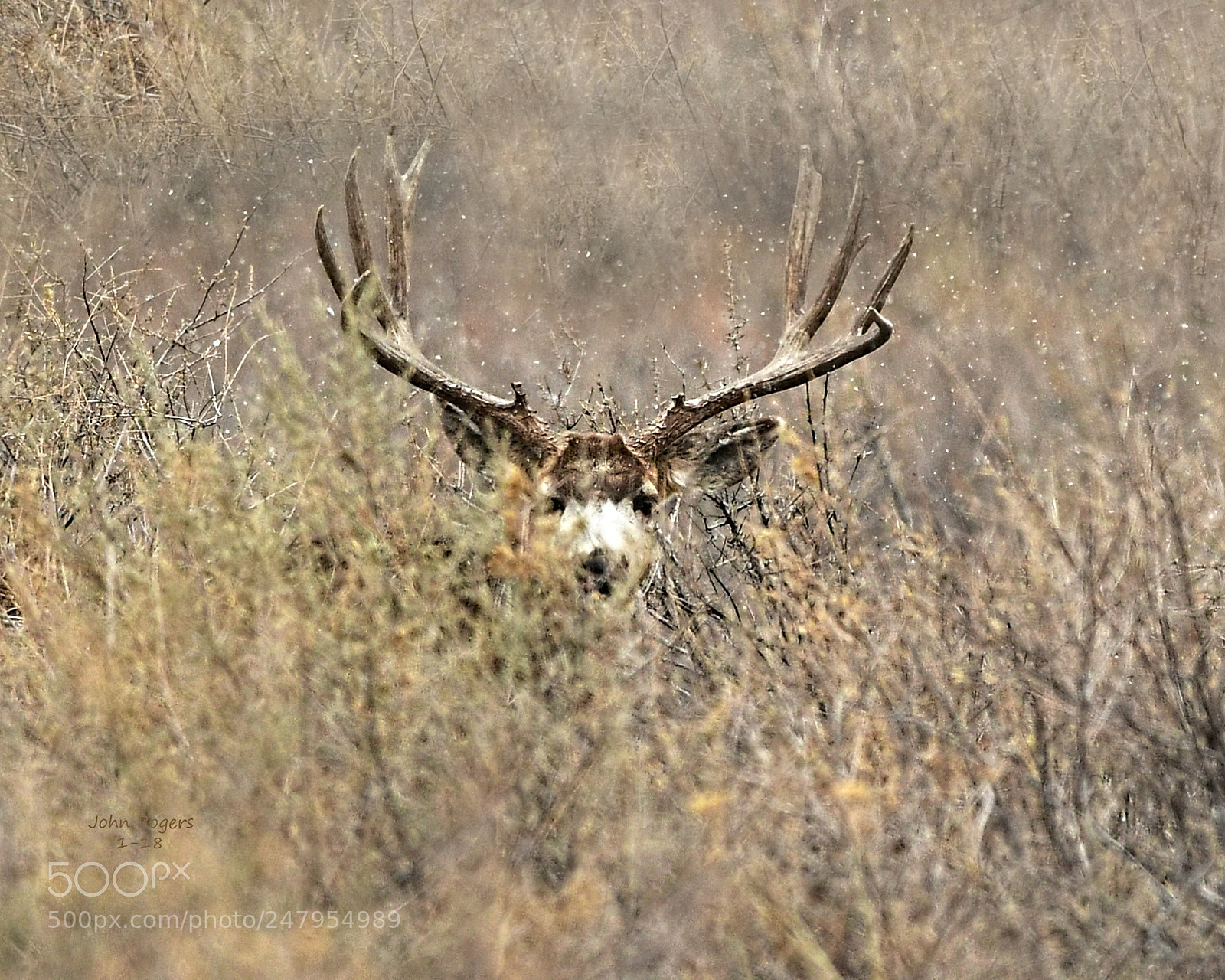 Nikon D500 sample photo. Crop photography
