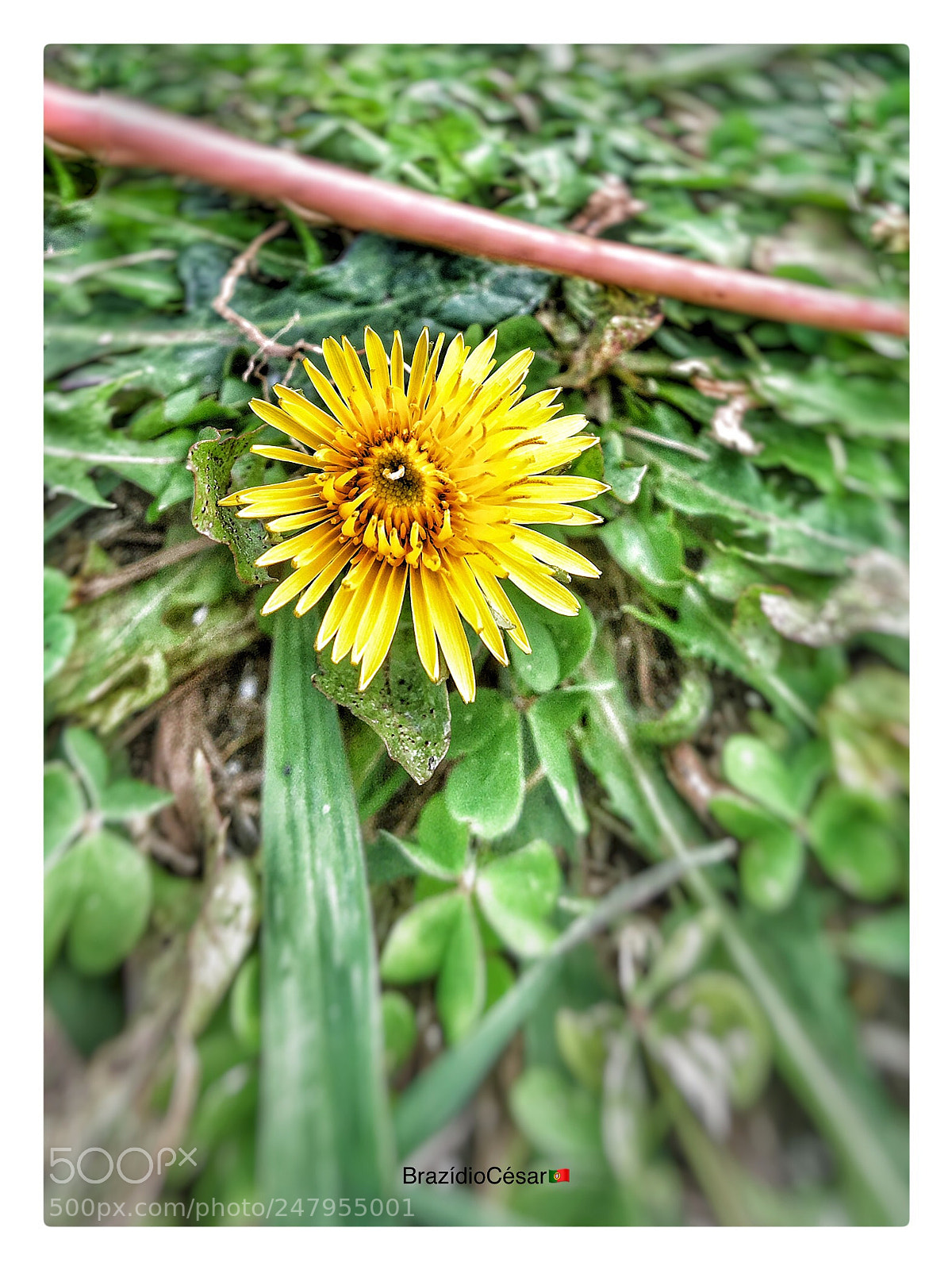 Apple iPhone 6s sample photo. Untitled photography