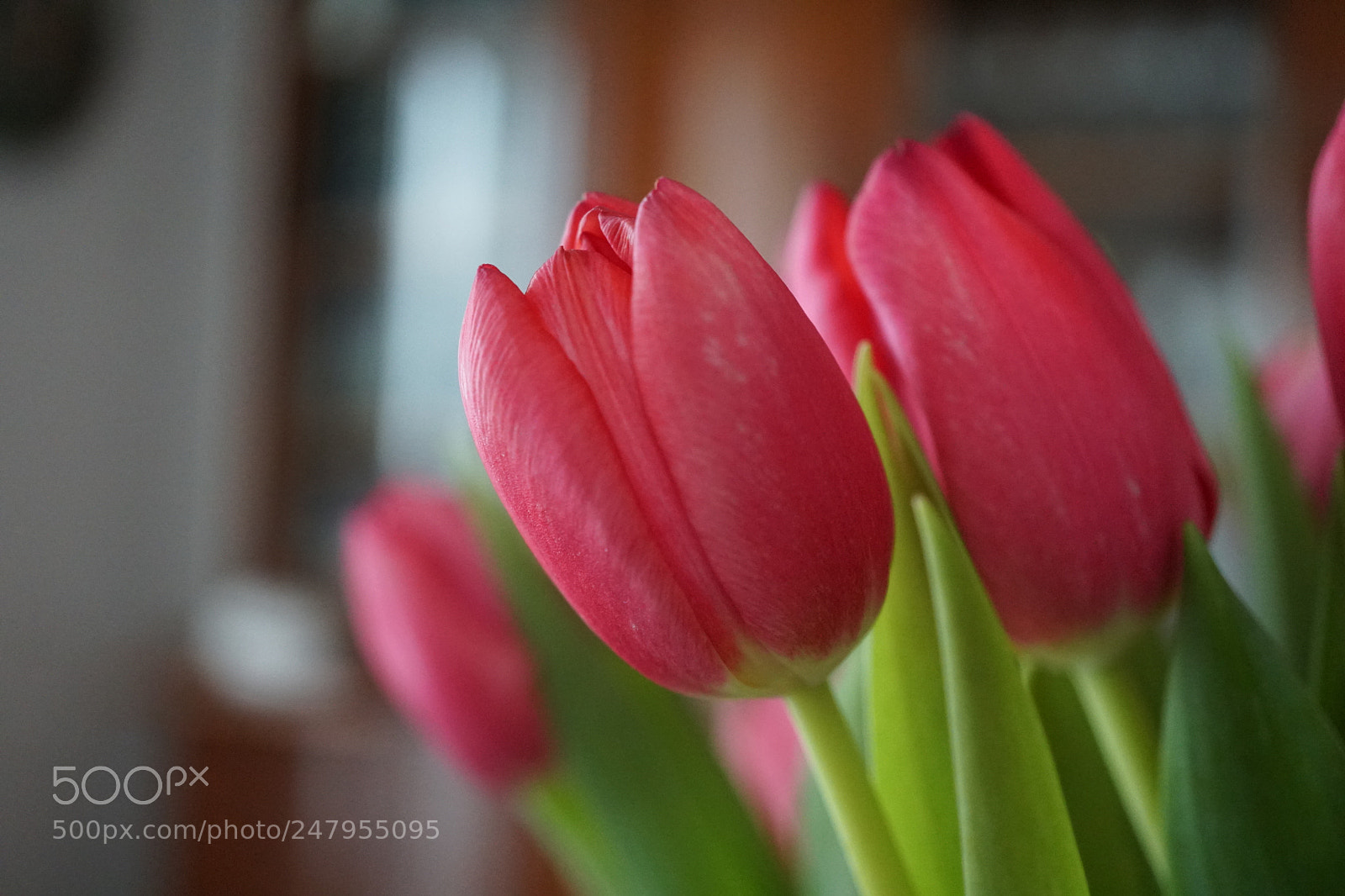 Sony a6500 sample photo. Tulipani photography