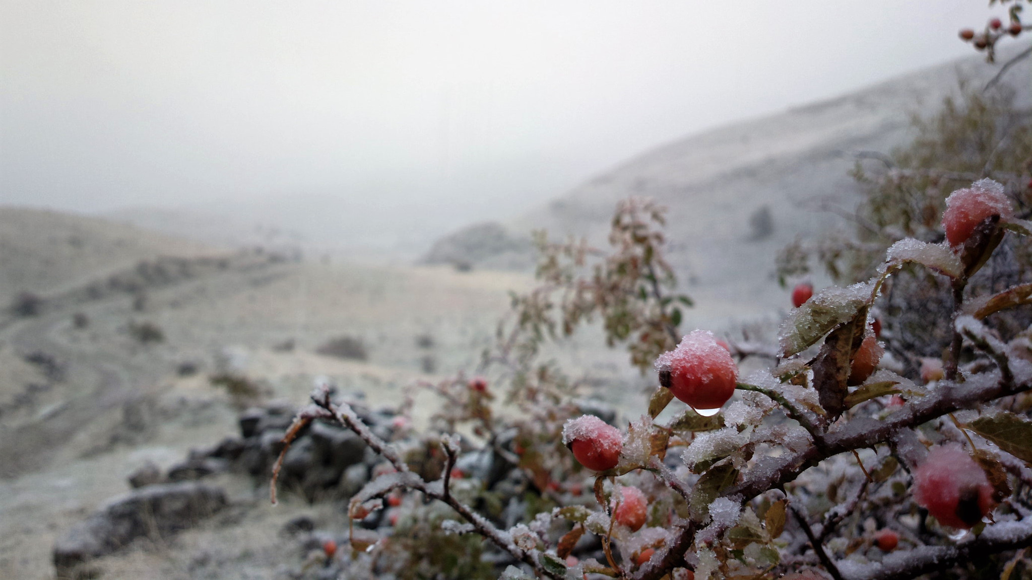 Nokia 808 PureView sample photo. Wild rose photography