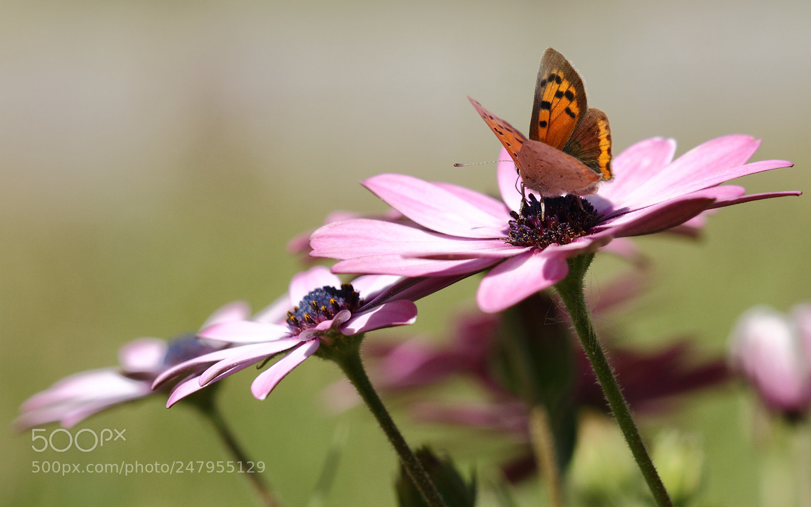 Canon EOS 7D sample photo. Papillon photography