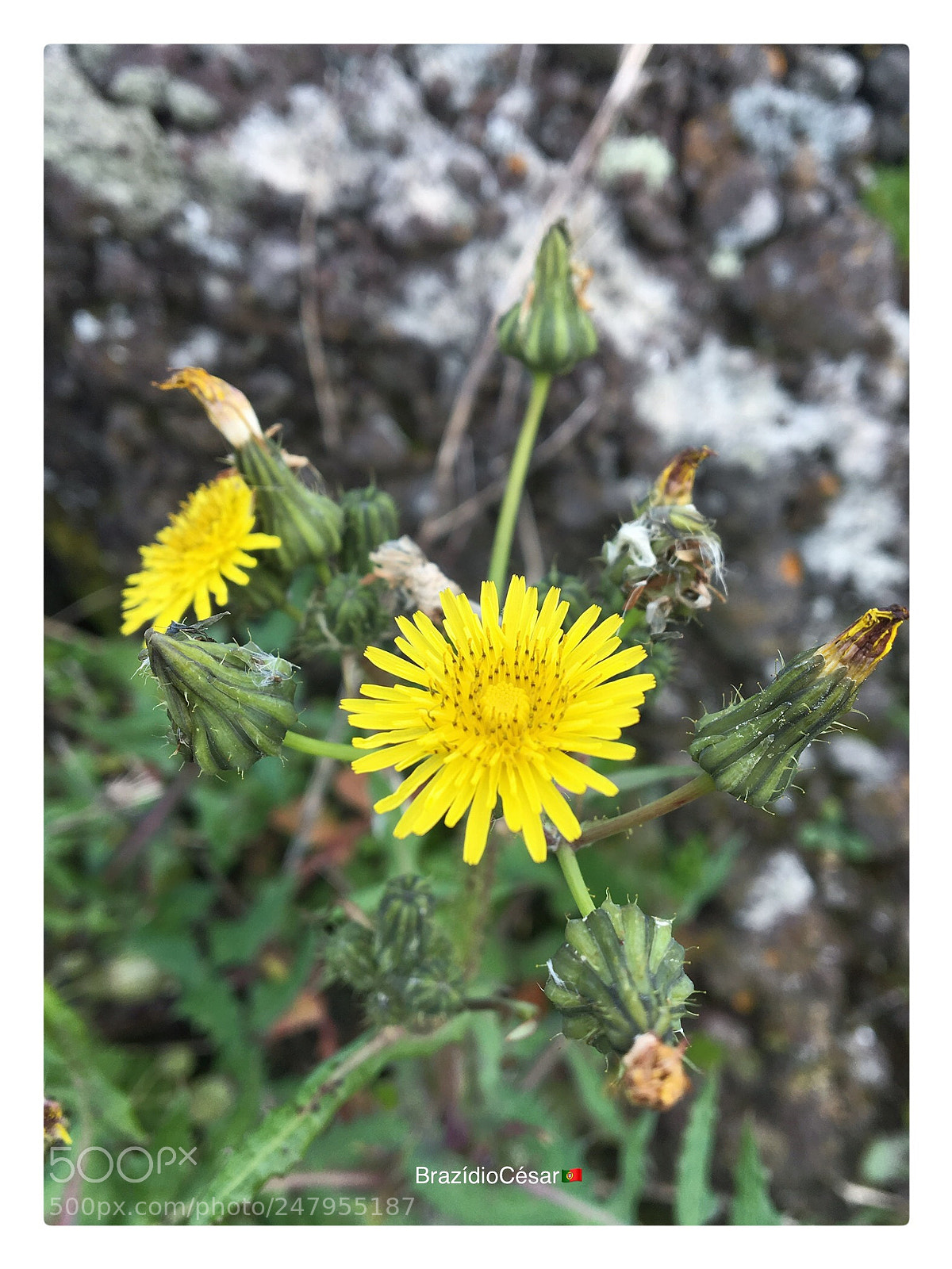 Apple iPhone 6s sample photo. Untitled photography