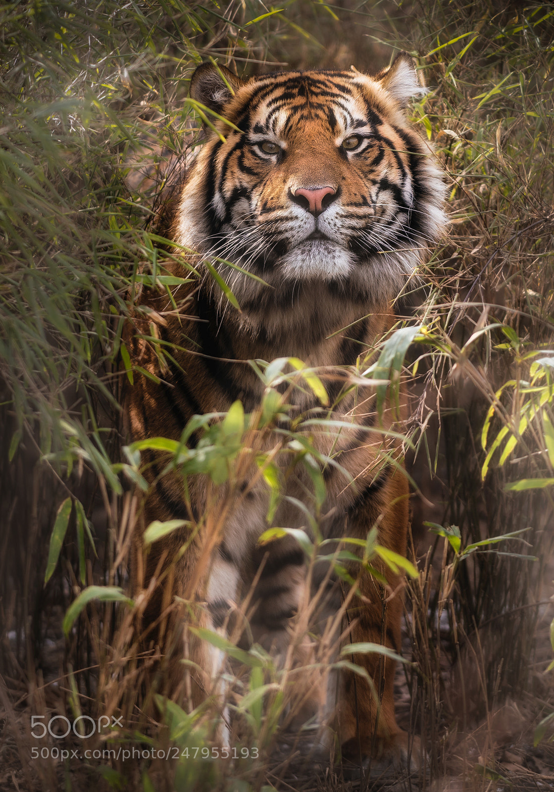 Nikon D850 sample photo. Sumatran tiger photography