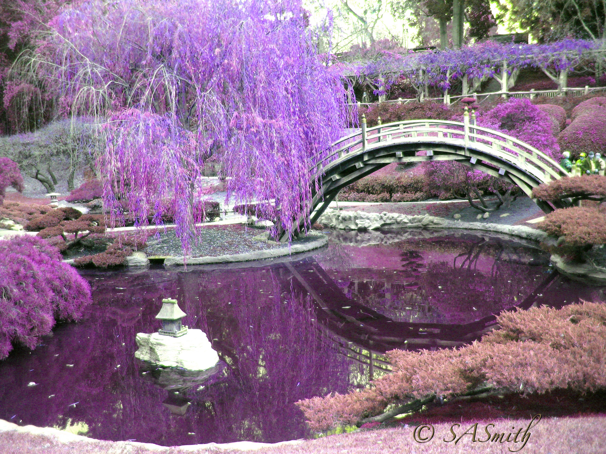 Canon POWERSHOT SD1000 sample photo. Purple garden photography