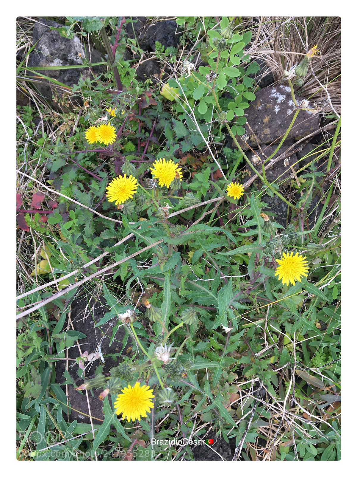 Apple iPhone 6s sample photo. Untitled photography