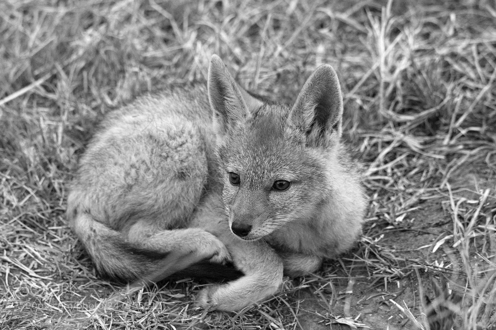 Nikon D7100 sample photo. Jackal puppy photography