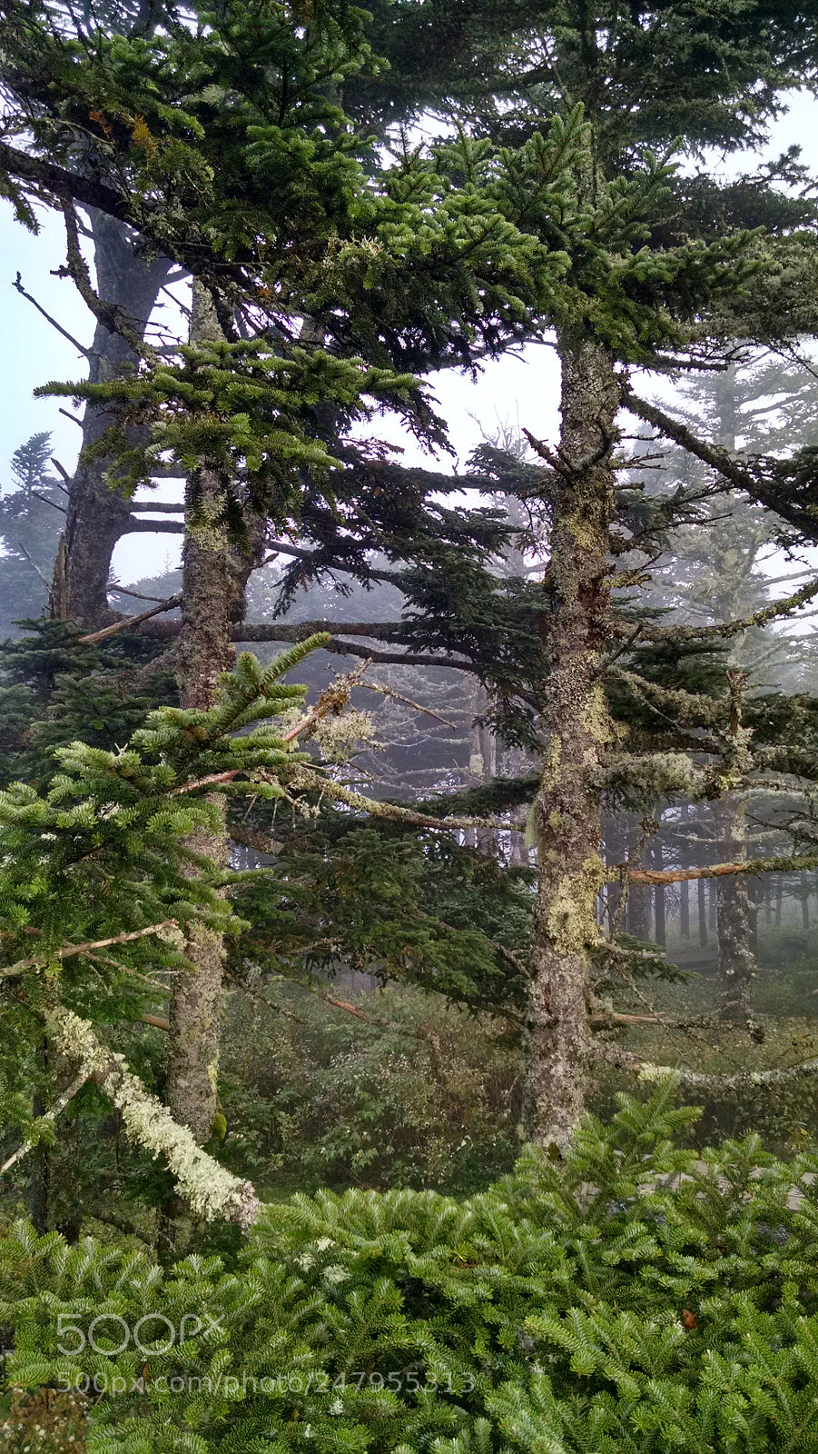 Motorola Moto X (1st Gen) sample photo. Spruce trees on mt photography