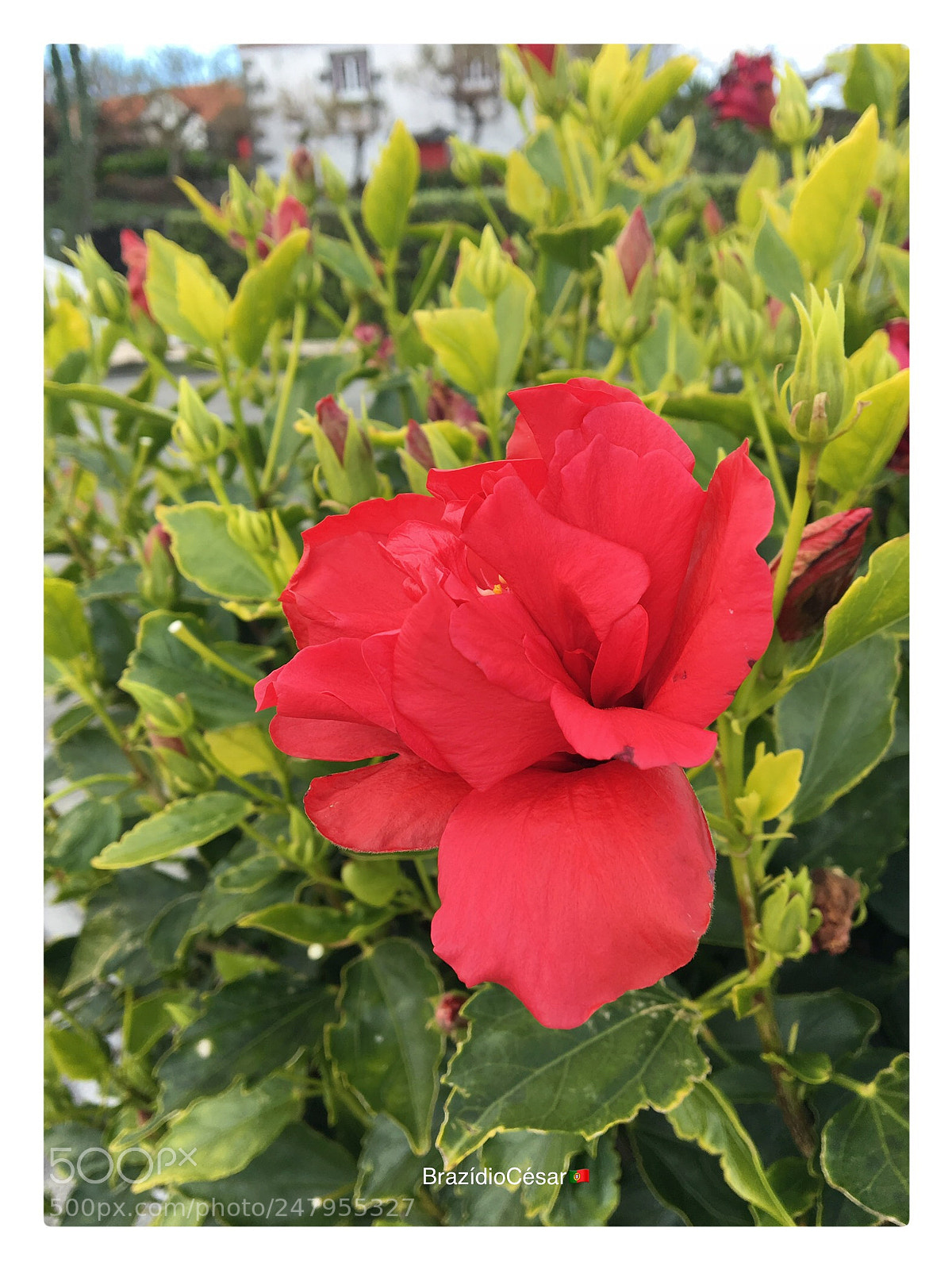 Apple iPhone 6s sample photo. Untitled photography