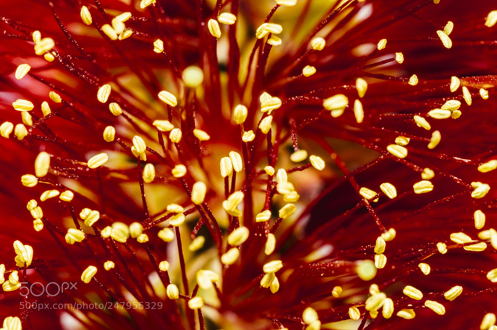 Nikon D3200 sample photo. Riot of color photography