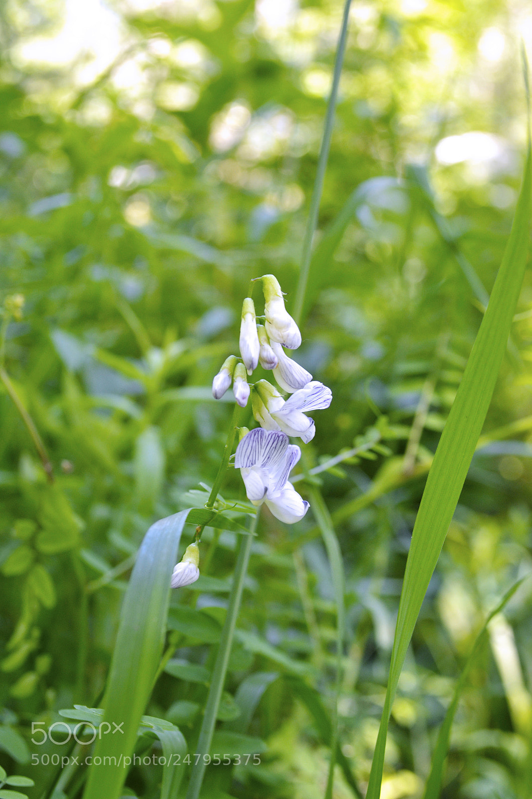 Nikon D3100 sample photo. Untitled photography