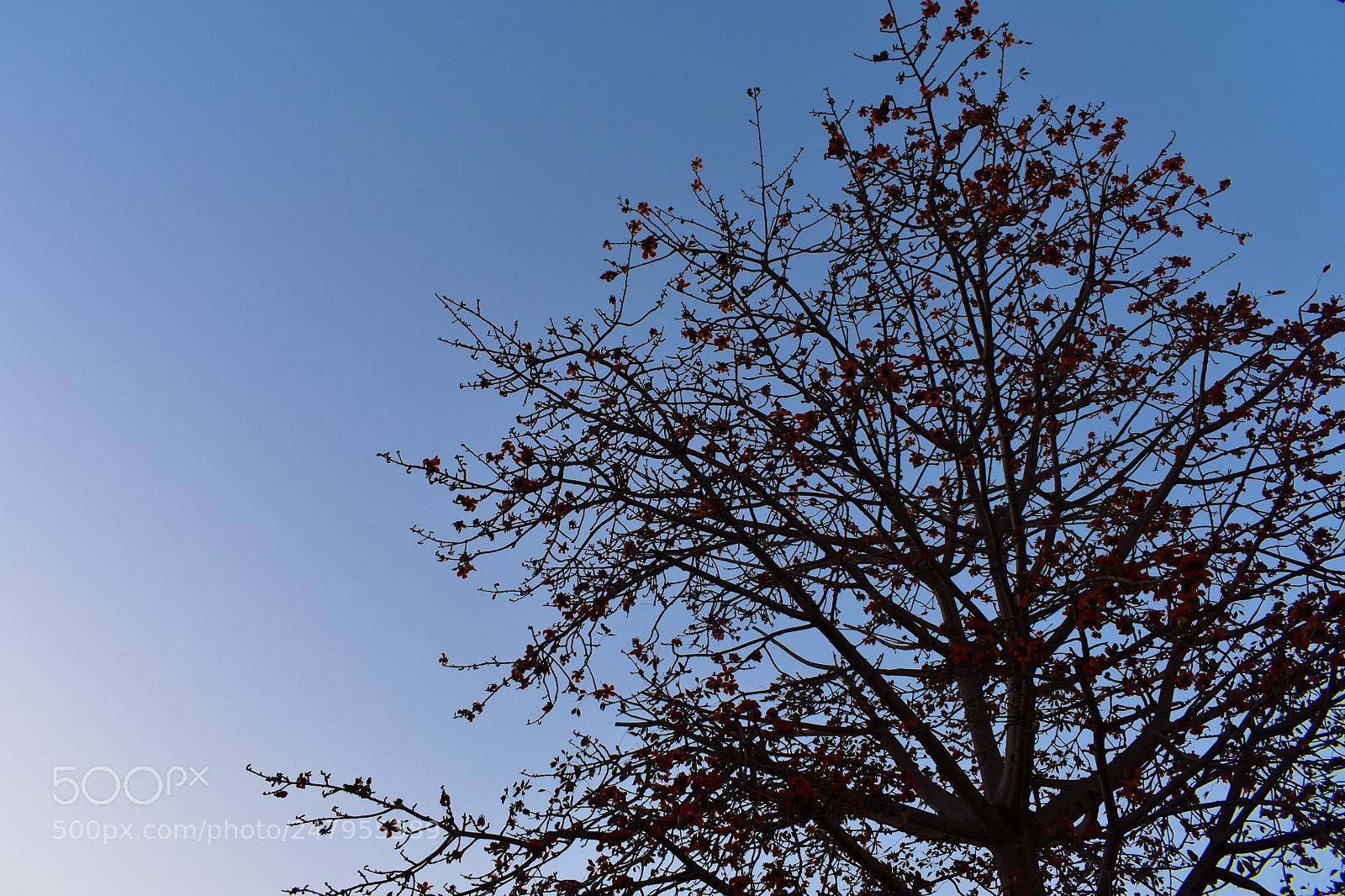 Nikon D3400 sample photo. Tree photography