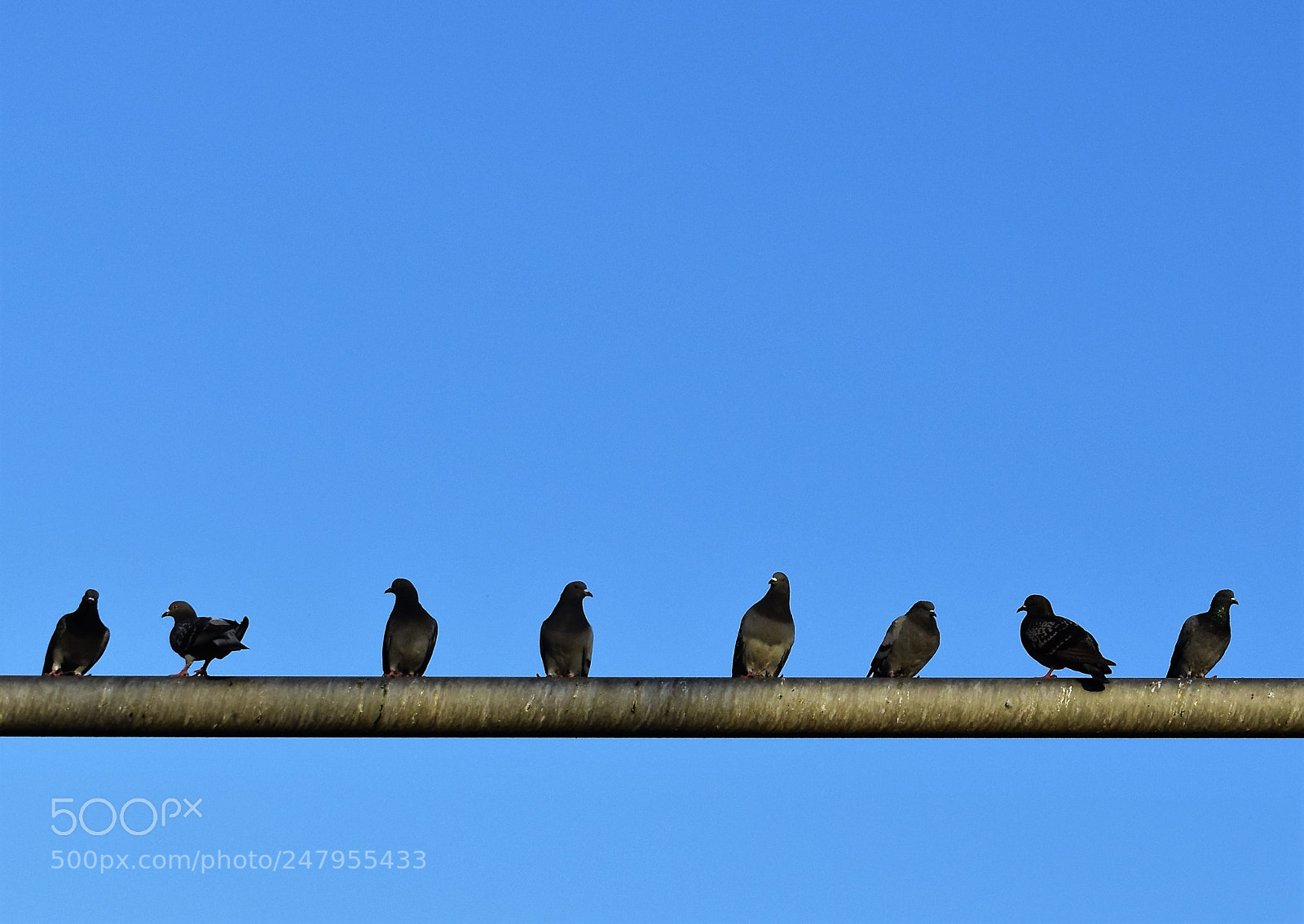 Nikon D3400 sample photo. Birds photography