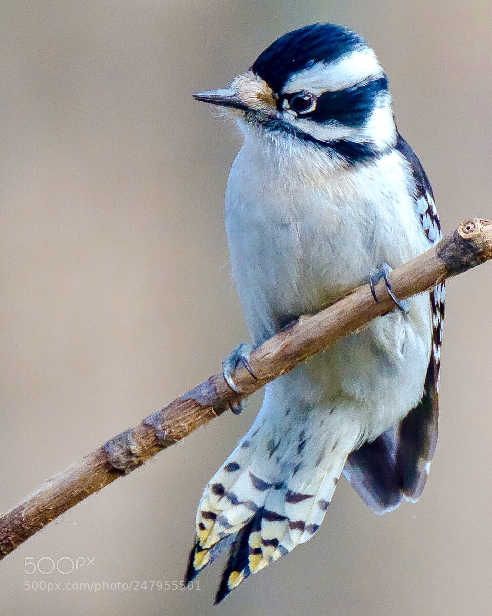 Fujifilm X-T2 sample photo. Downy woodpecker the downy photography