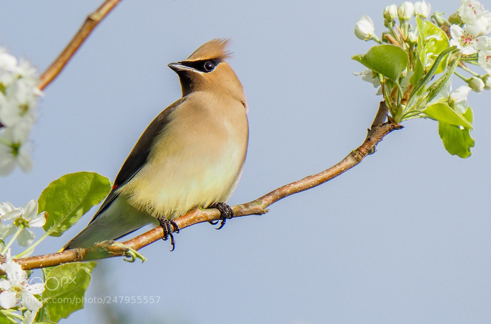 Olympus OM-D E-M1 Mark II sample photo. Cedar waxwing photography