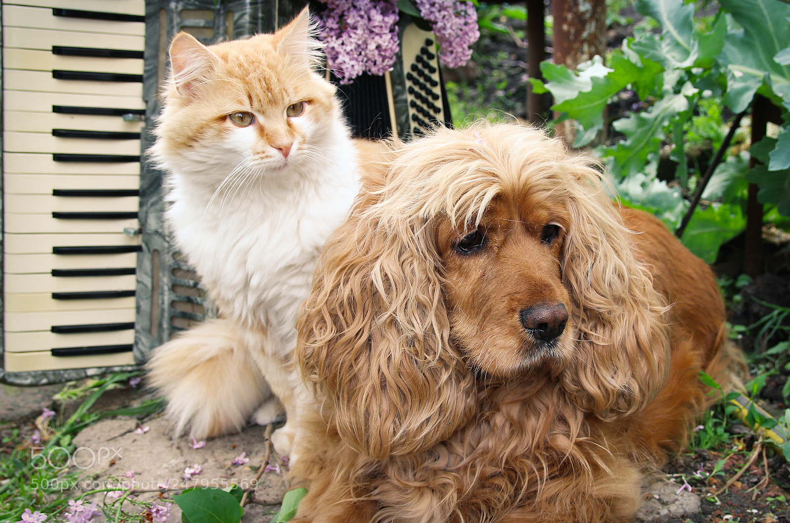 Canon EOS 600D (Rebel EOS T3i / EOS Kiss X5) sample photo. A cat, a dog photography