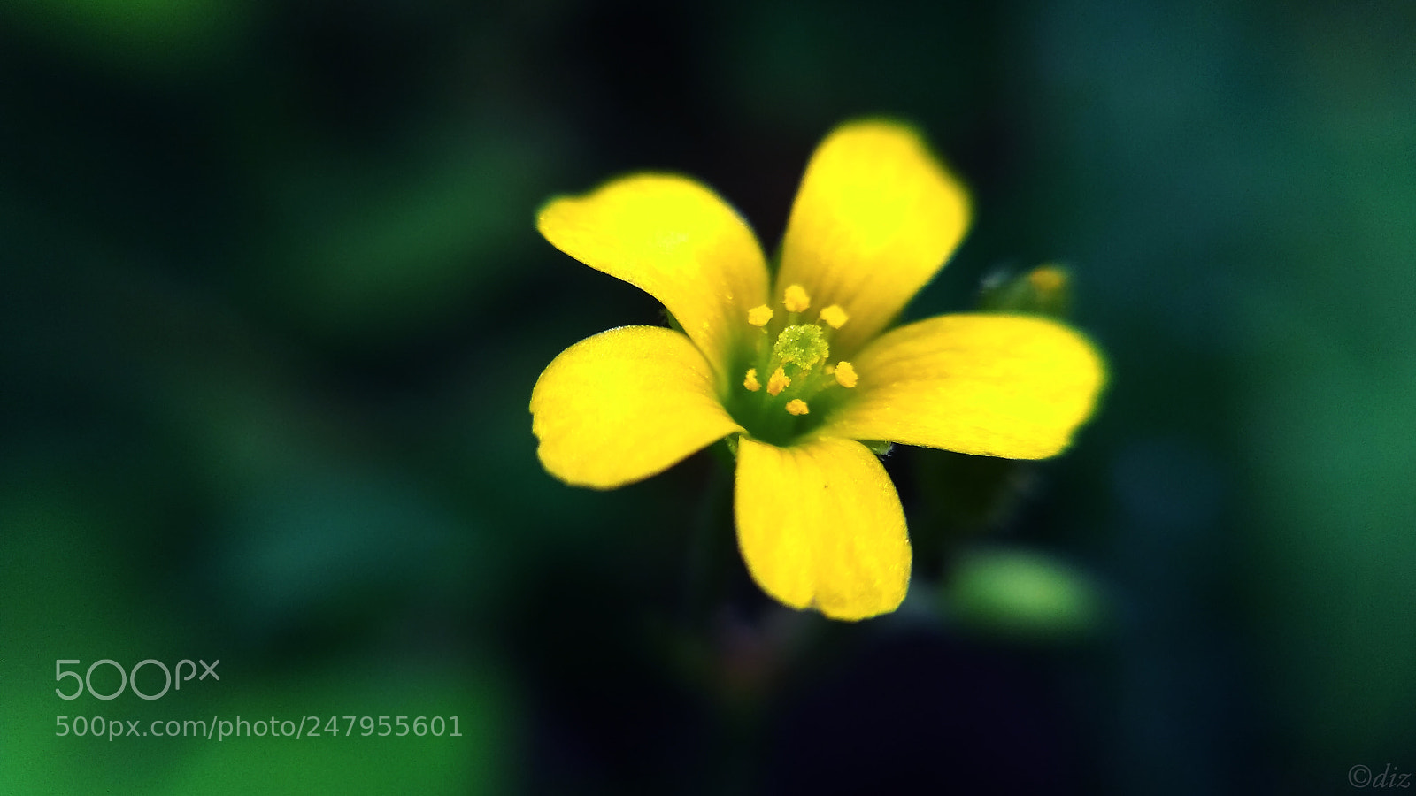 Xiaomi Redmi 3S sample photo. Little yellow photography