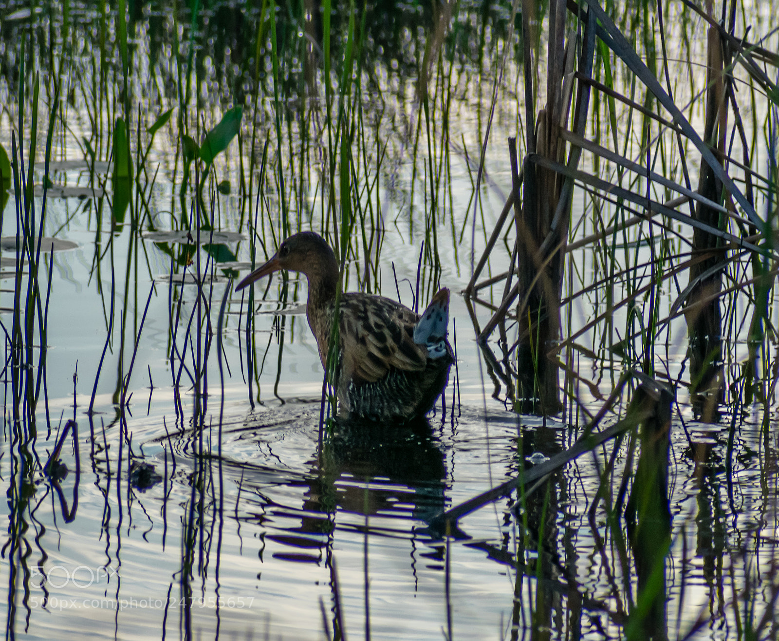 Nikon D3400 sample photo. Sandpiper photography