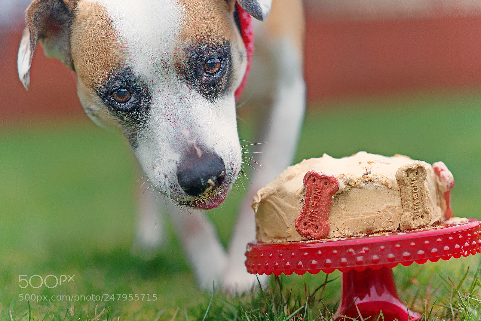 Nikon D600 sample photo. I got a cake :) photography