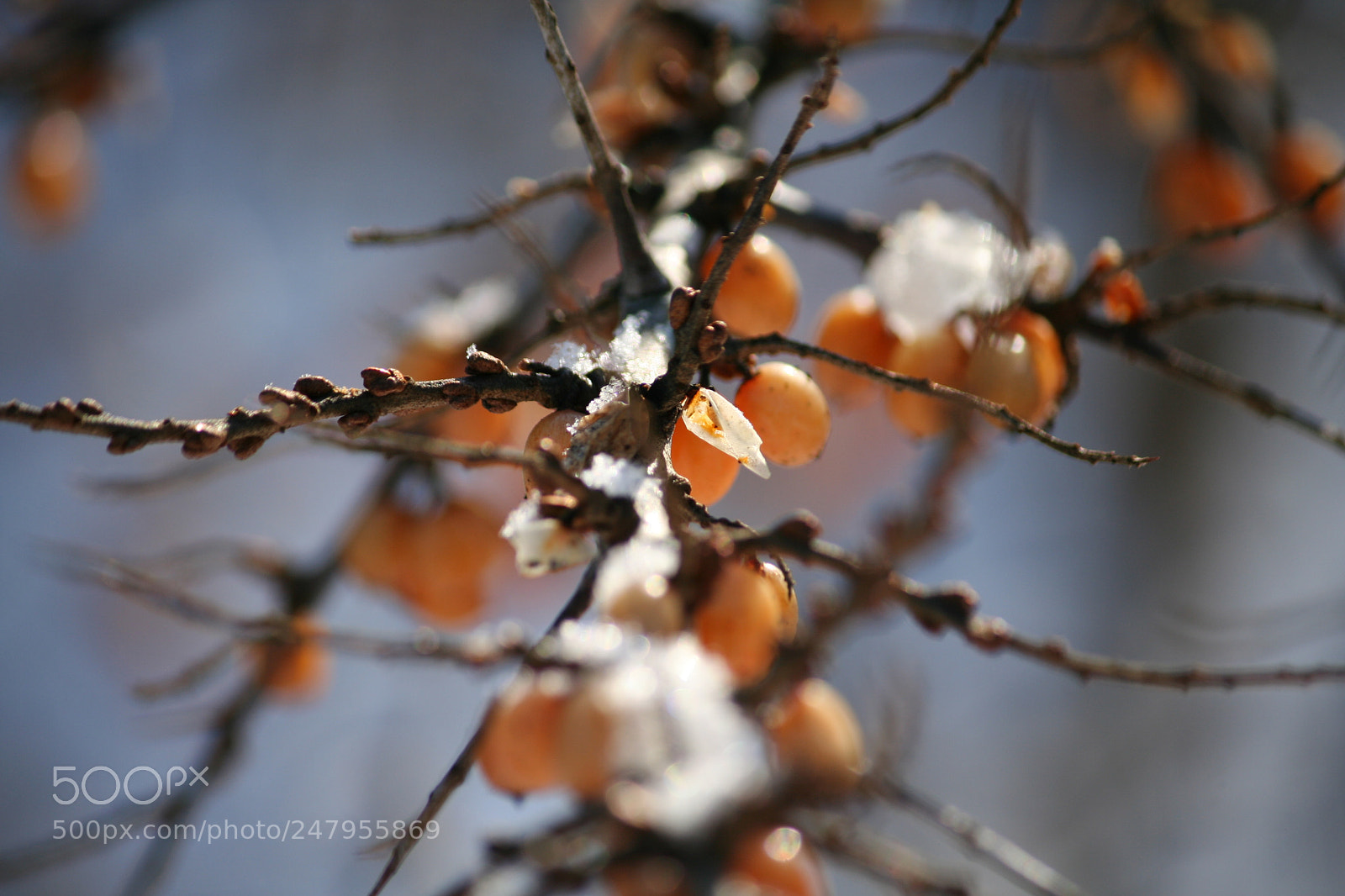 Canon EOS 350D (EOS Digital Rebel XT / EOS Kiss Digital N) sample photo. Buckthorn photography